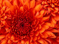 S59Oppolzer Chrysanthemum.jpg